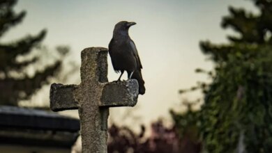 Zat Ini Jadi Jam Alami: Penentukan Waktu Kematian Seseorang Secara Akurat