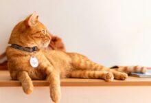 5 Rekomendasi Cafe Unik di BSD City yang Wajib Dikunjungi untuk Pengalaman Berbeda