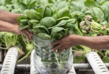 6 Sayuran Beku Terbaik dan Paling Segar Pilihan Ahli Gizi, Jangan Salah Pilih di Supermarket