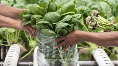 6 Sayuran Beku Terbaik dan Paling Segar Pilihan Ahli Gizi, Jangan Salah Pilih di Supermarket