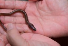 Ikan Sidat: Harta Karun Gizi Indonesia dan Nutrisi Tinggi dalam Susu Flyon yang Menakjubkan!