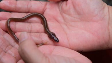 Ikan Sidat: Harta Karun Gizi Indonesia dan Nutrisi Tinggi dalam Susu Flyon yang Menakjubkan!