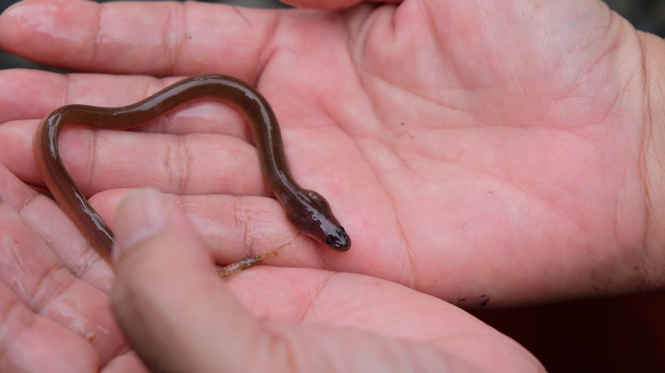 Ikan Sidat: Harta Karun Gizi Indonesia dan Nutrisi Tinggi dalam Susu Flyon yang Menakjubkan!