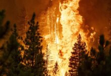 Kebakaran Hutan di Australia Timur: Belasan Rumah Hangus, Apa Penyebab dan Dampaknya?