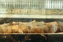 Mumi Guanajuato: Penemuan Jamur Aktif Berbahaya di Meksiko Menyebabkan Kekhawatiran Baru