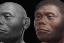 Perubahan Iklim dan Letusan Gunung: Penyebab Punahnya Hobbit Flores yang Menggemparkan