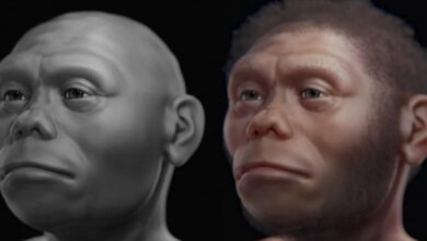 Perubahan Iklim dan Letusan Gunung: Penyebab Punahnya Hobbit Flores yang Menggemparkan