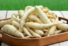 Rahasia Umbi Garut dalam Minuman: Solusi Alami Obat GERD dan Maag dari Ahli Gizi!