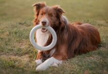 Studi Terbaru: Anjing Hafal Ratusan Nama Benda Berkat Rasa Ingin Tahu yang Tinggi