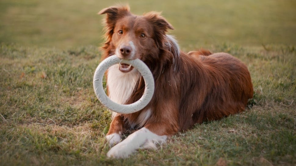 Studi Terbaru: Anjing Hafal Ratusan Nama Benda Berkat Rasa Ingin Tahu yang Tinggi
