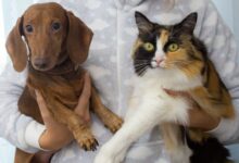 Studi Ungkap: Pemilik Peliharaan Percaya Anjing dan Kucing Mereka Punya Emosi yang Dalam