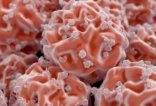 Terobosan Terkini Stem Cell: Inovasi Ilmuwan Indonesia yang Lebih dari Sekadar Estetika