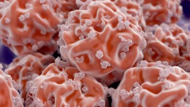 Terobosan Terkini Stem Cell: Inovasi Ilmuwan Indonesia yang Lebih dari Sekadar Estetika