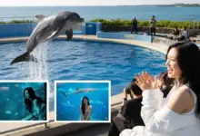Transformasi Foto Liburan Jadi Karya Seni Estetik di Okinawa Churaumi Aquarium dengan AI Prompt