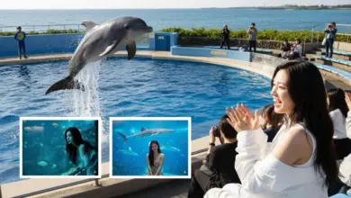 Transformasi Foto Liburan Jadi Karya Seni Estetik di Okinawa Churaumi Aquarium dengan AI Prompt